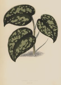 Pothos Argyraea